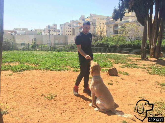 אילוף כלבים